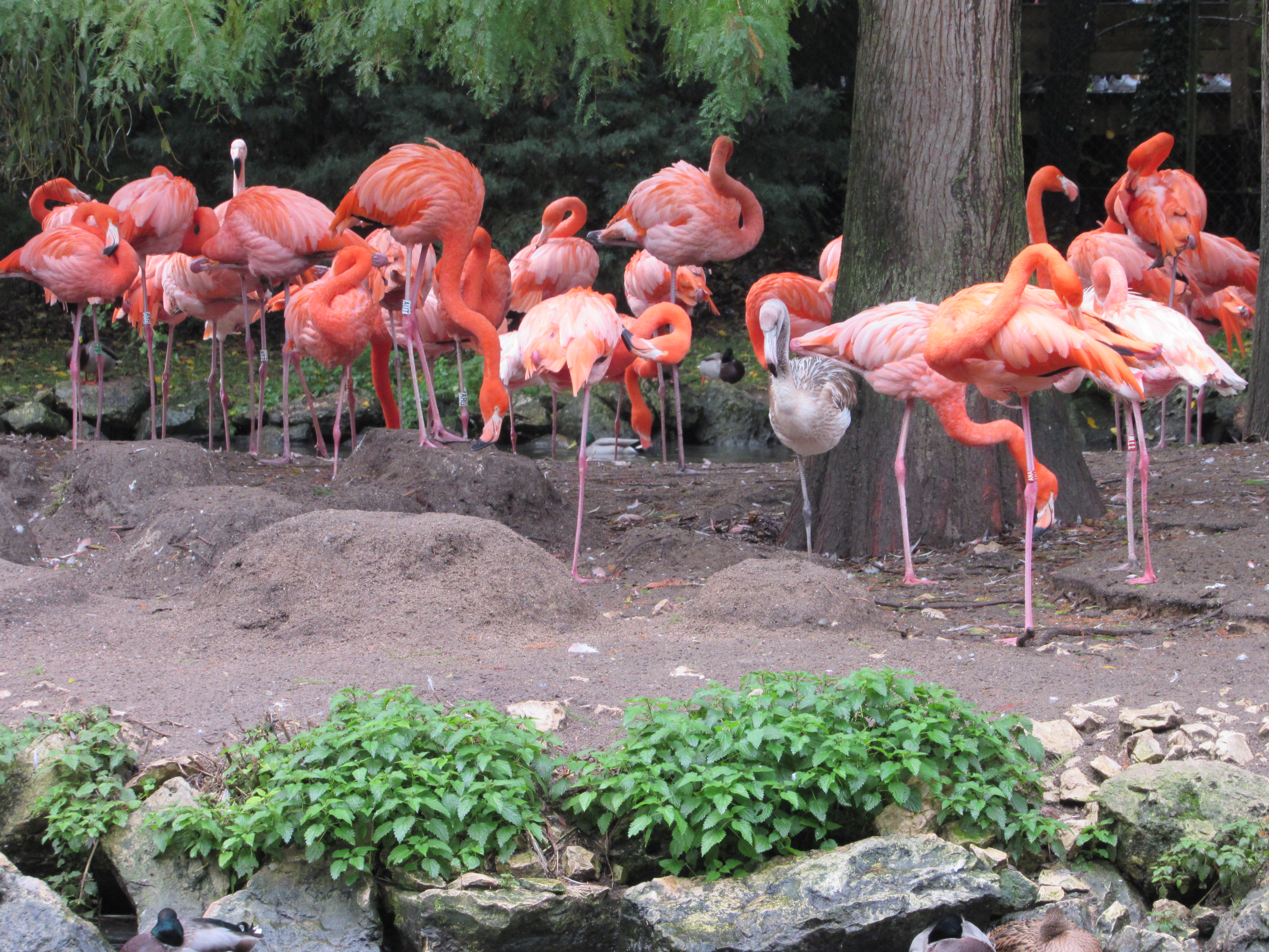 Flamingos no ZooParc de Beauval