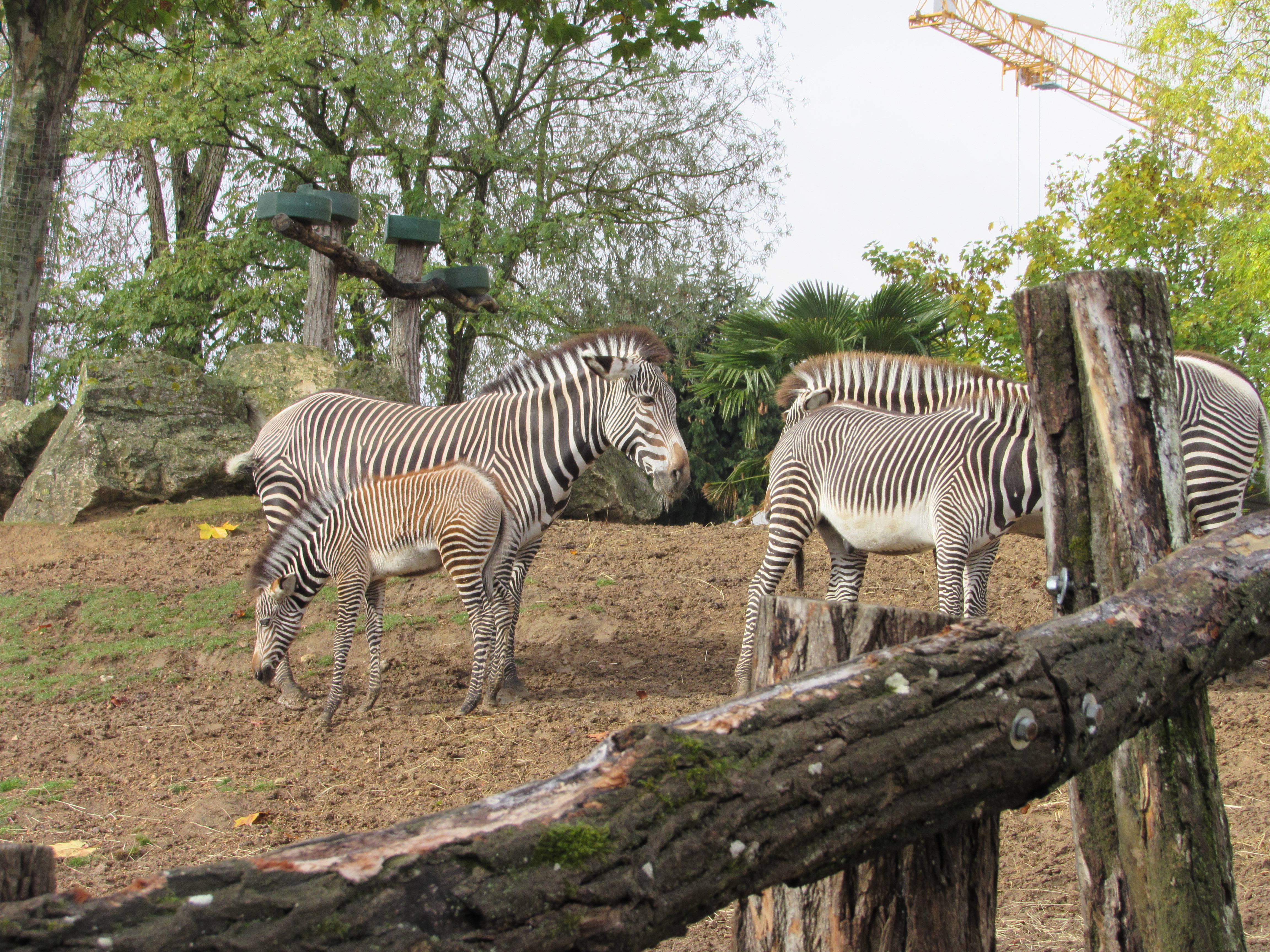 Zebras no ZooParc de Beauval