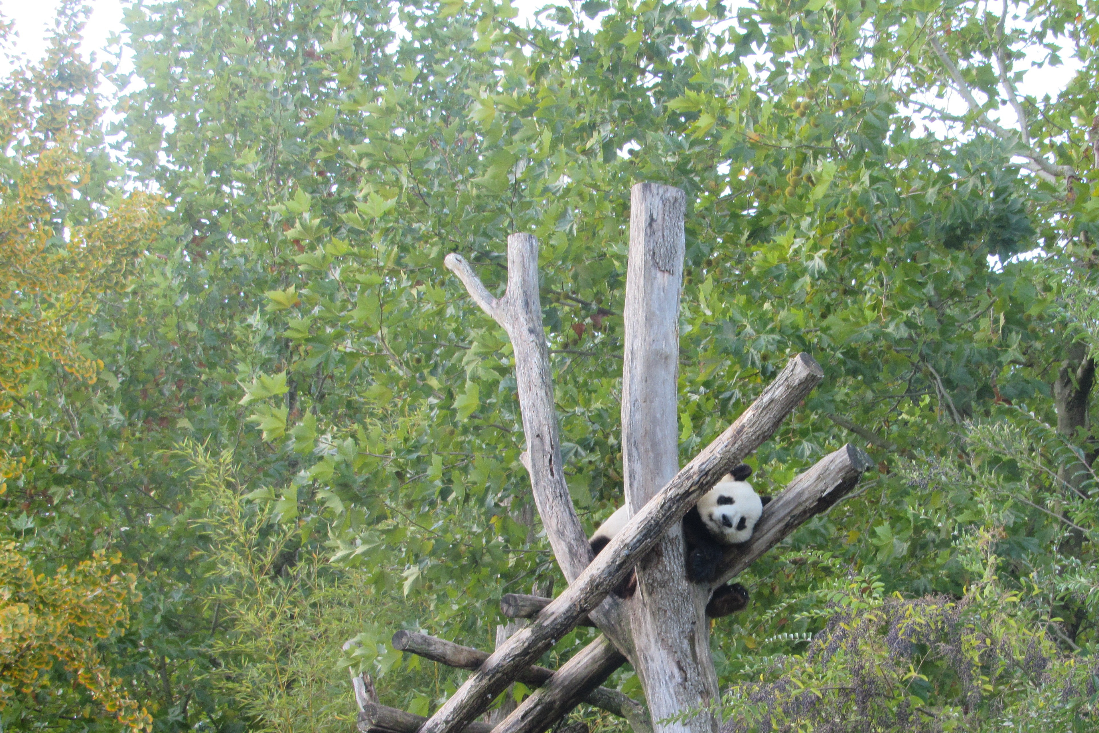 Panda no ZooParc de Beauval